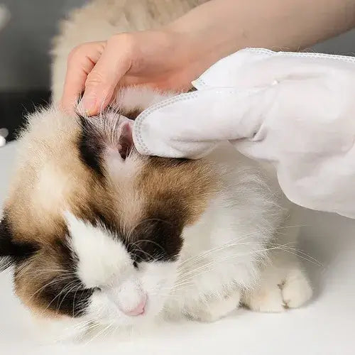 LUVA UMEDECIDA BANHO A SECO E HIDRATAÇÃO PARA CÃES E GATOS – CADA PACOTE CONTEM 6 LUVAS