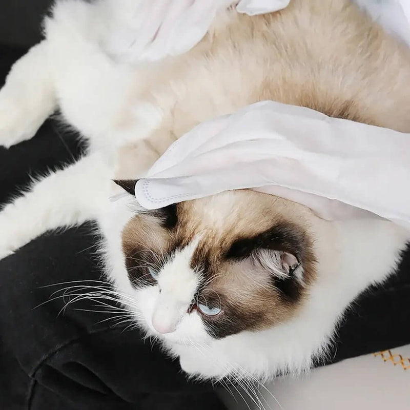 LUVA UMEDECIDA BANHO A SECO E HIDRATAÇÃO PARA CÃES E GATOS – CADA PACOTE CONTEM 6 LUVAS
